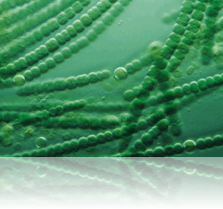 algas verde azules - Eucerin Aquaporin Active hidrataci�n de la  piel| Descubrimiento basado en la naturaleza