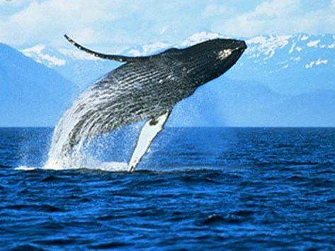 Muy Interesante - Revista Muy Interesante | Naturaleza y mucho m�s tambi�n en Twitter y Facebook