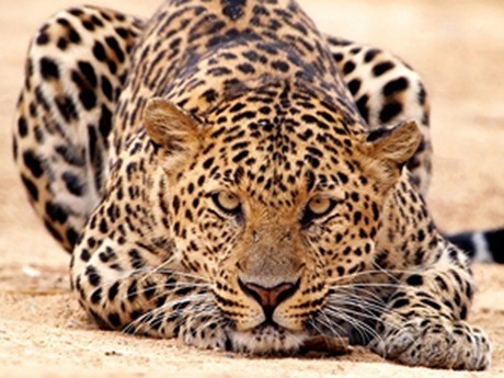 Muy Interesante - Revista Muy Interesante | Naturaleza y mucho m�s tambi�n en Twitter y Facebook
