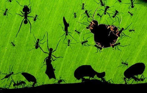 Muy Interesante - Revista Muy Interesante | Naturaleza y mucho m�s tambi�n en Twitter y Facebook
