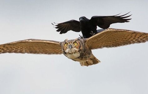 Muy Interesante - Revista Muy Interesante | Naturaleza y mucho m�s tambi�n en Twitter y Facebook