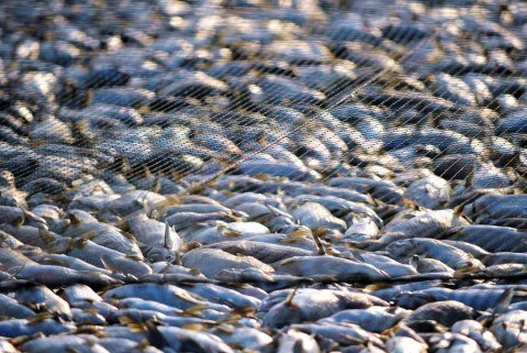 CHINA-FUJIAN-MINJIANG RIVER-DEAD FISH CRISIS (CN)