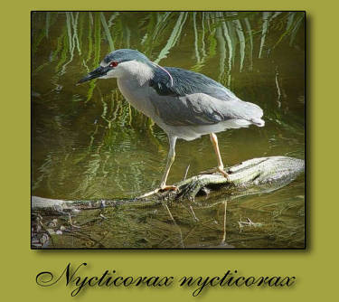 Nycticorax nycticorax, foto por Franco Folini, en Flickr