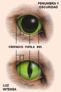 contaminacion-luminica-adaptacion-luz
