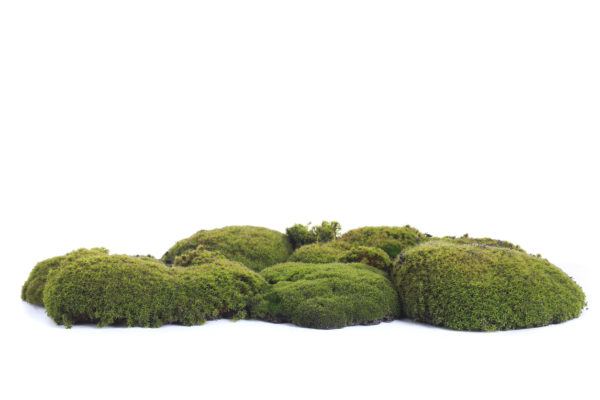 ciclos biológicos vegetales, ejemplo de musgo