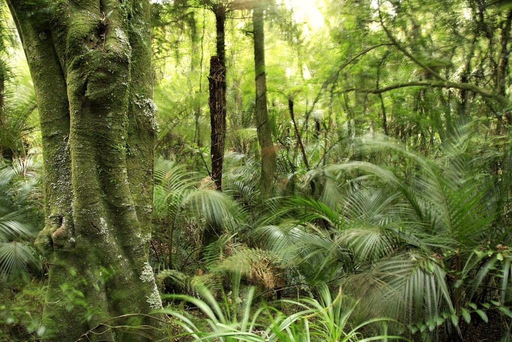 Fases Y Estructuras Caracter sticas De Briofitas Pteridofitas Y