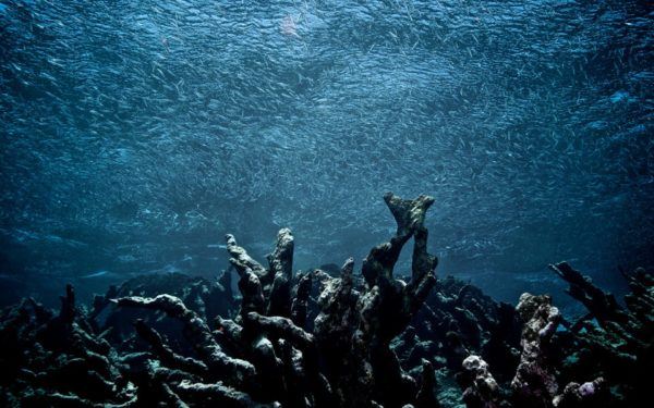 Causas de la muerte de coral