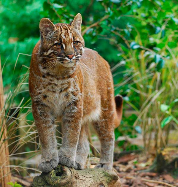 Los grandes felinos en peligro de extinción